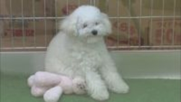 トイプードル3匹を“無許可”で販売　神戸市垂水区の女を逮捕　1匹あたり5万円　兵庫県警