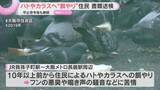 「ハトやカラスへ"餌やり”続ける住民に対し動物愛護法違反の疑いで書類送検　中止命令後も違反行為」の画像1