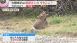 「【中継】奈良から来た？大阪市内に居座るシカ　今どこに？受け入れ先など今後の対応は？」の画像1