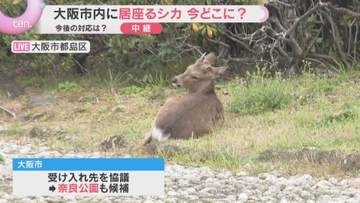 【中継】奈良から来た？大阪市内に居座るシカ　今どこに？受け入れ先など今後の対応は？