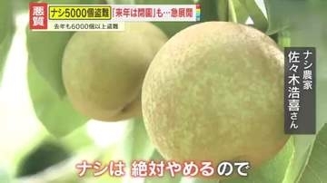【急展開】従業員の給料支払えず破産…2年連続『幸水』の大量盗難　ナシ農家「来年は閉園、もうやめる」から一転「何かしらの形で再開できれば…」一体、何が？