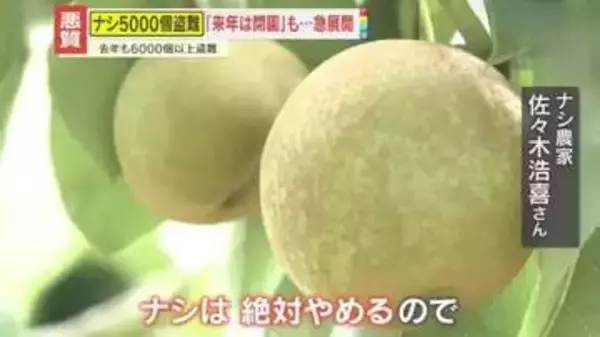 【急展開】従業員の給料支払えず破産…2年連続『幸水』の大量盗難　ナシ農家「来年は閉園、もうやめる」から一転「何かしらの形で再開できれば…」一体、何が？