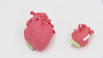 【速報】3Dプリンター技術で『実物大の心臓』 15歳未満「先天性心疾患」の患者に初めて保険適用