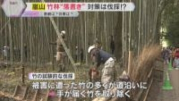 「竹林の小径」の“落書き”対策で竹伐採　ゴミ問題も「スマートゴミ箱」設置等で対策進む　京都・嵐山