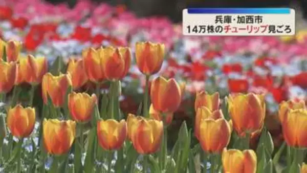 「300品種14万株のチューリップ見ごろ　赤・黄色・ピンクなど色とりどり　兵庫県立フラワーセンター」の画像