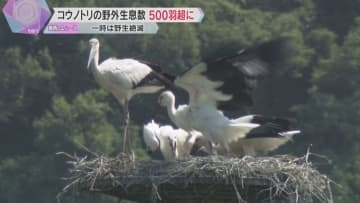 特別天然記念物「コウノトリ」の野外生息数が500羽超える　1971年に野生の個体が一度絶滅も