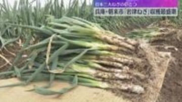 寒さが厳しくなると甘さ・柔らかさが増す「岩津ねぎ」収穫最盛期　日本三大ねぎのひとつ　兵庫・朝来市