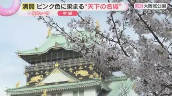 【桜と城の共演①】天下の名城を彩る桜「日本の春らしくていい」大阪城公園はほぼ満開　来週前半まで
