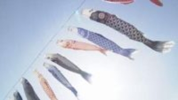 100匹ほどが青空に　こいのぼりの「丹生川渡し」子どもたちの成長願い今年で41回目　和歌山