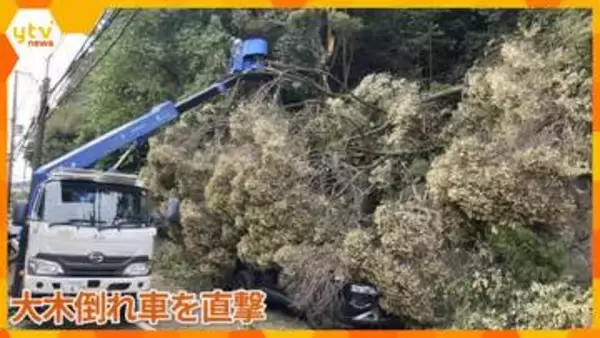 【あわや】高さ約30メートルの木が倒れ走行中の車を直撃　一時親子が閉じ込められる　滋賀・大津市
