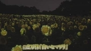 「癒される」“白いヒマワリ”2万株が夜を彩る　植物園で期間限定の展示　大阪・長居公園