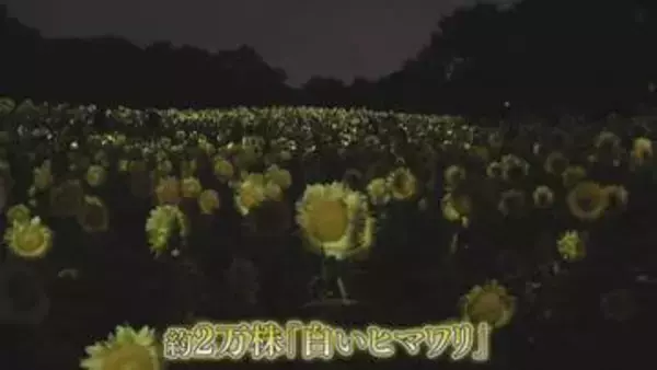 「癒される」“白いヒマワリ”2万株が夜を彩る　植物園で期間限定の展示　大阪・長居公園