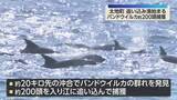 「クジラ・イルカ追い込み漁解禁　バンドウイルカ約200頭を捕獲　抗議活動も混乱なし　和歌山・太地町」の画像1