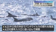 クジラ・イルカ追い込み漁解禁　バンドウイルカ約200頭を捕獲　抗議活動も混乱なし　和歌山・太地町