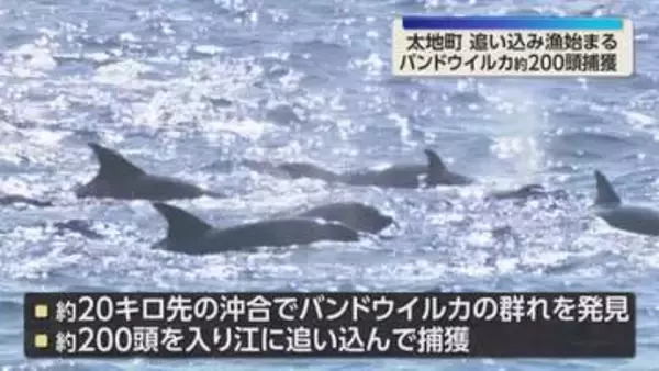 クジラ・イルカ追い込み漁解禁　バンドウイルカ約200頭を捕獲　抗議活動も混乱なし　和歌山・太地町