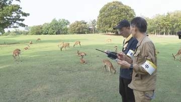 【速報】なぜ増え続ける？　奈良公園のシカ 過去最多の1687頭に　去年より222頭増加　住宅街に出没し交通事故も