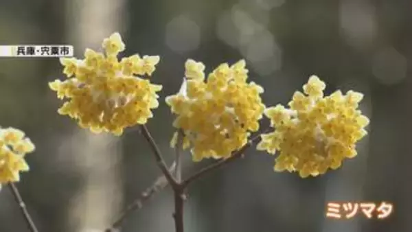 斜面を黄色に染めるミツマタの花　宍粟市