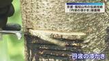 「漆の幹から樹液を採取『丹波の漆かき』最盛期　透明度高く良質で文化財の修復にも　京都・福知山市」の画像1