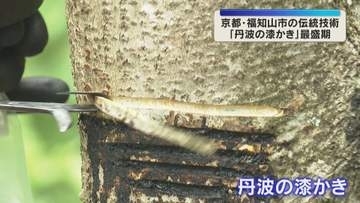 漆の幹から樹液を採取する『丹波の漆かき』最盛期　透明度高く良質で文化財の修復にも　京都・福知山市