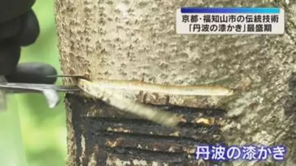 漆の幹から樹液を採取『丹波の漆かき』最盛期　透明度高く良質で文化財の修復にも　京都・福知山市