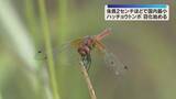 「体長わずか2センチ　日本最小「ハッチョウトンボ」羽化始まる　生息数は減少傾向　和歌山・新宮市」の画像1