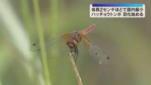 体長わずか2センチ　日本最小「ハッチョウトンボ」羽化始まる　生息数は減少傾向　和歌山・新宮市