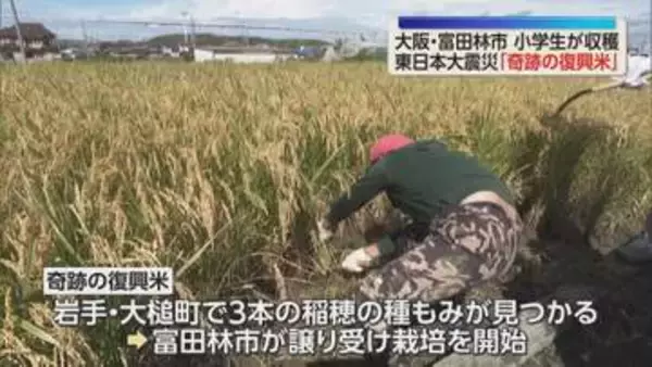 東日本大震災「奇跡の復興米」大阪で収穫　岩手県大槌町ゆかりの稲　富田林市の児童が稲刈り