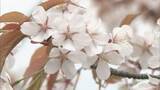 「【桜シーズン到来】近畿の桜の開花　平年並みの予想　京都が3月24日、大阪は25日ごろか」の画像1