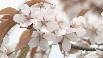 【桜シーズン到来】近畿の桜の開花　平年並みの予想　京都が3月24日、大阪は25日ごろか