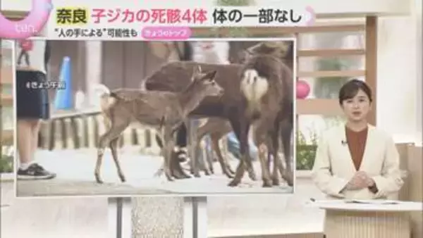 【解説】体の一部がない子ジカの死骸4体発見　人が危害加えたか動物の仕業か…奈良県と興福寺で見解分かれる　文化財保護法違反の可能性も