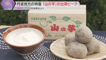 すりおろした時の強い粘りが特徴「山の芋」出荷が最盛期　黒豆や栗と並ぶ兵庫・丹波地方の秋の味覚