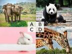 【4択診断】動物園デート！気になる彼と一緒にみたい動物はどれ？