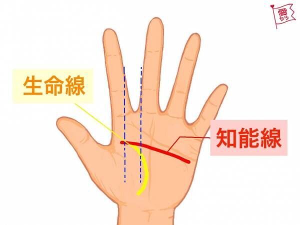 知能線が人差し指と中指の間で生命線と分かれる