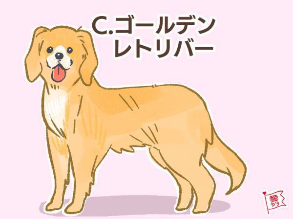 パートナーにしたい犬でわかる！あなたと相性のいい「男性の年齢差」