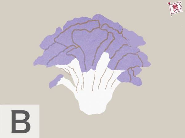 気になるキノコはどれ？あなたの「異性を魅了する中毒性」がわかる診断