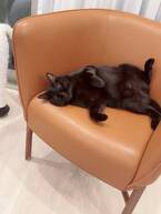 アレク、“160万円”の『HERMES』の品を公開「椅子で寝てるぼんちゃん」