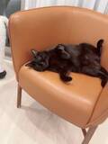 アレク、“160万円”の『HERMES』の品を公開「椅子で寝てるぼんちゃん」