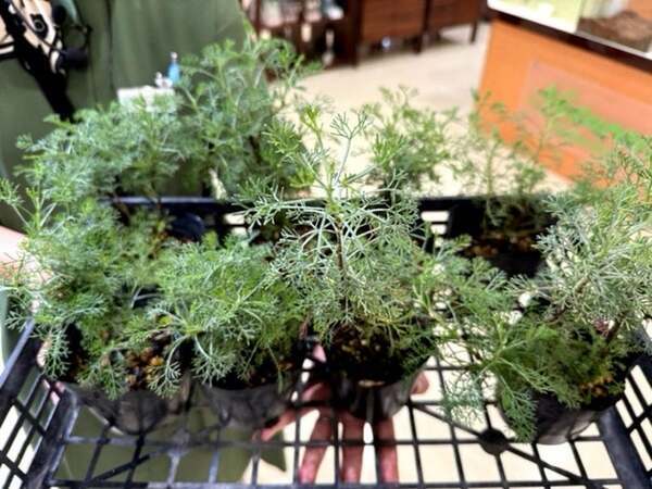 北斗晶「きっと想像も出来ない」惚れ込んで購入した苗「あの匂いで驚きました」