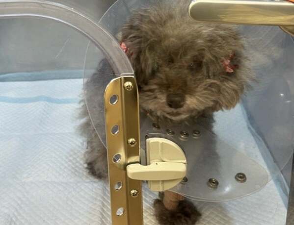 堀ちえみ、愛犬の急病で京都から緊急帰京「胆嚢が腫瘍化している可能性」