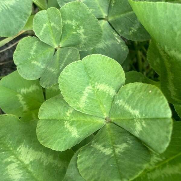 北斗晶、新たな“四葉スポット”を発見「ちょっと嬉しい早朝の出来事でした～！」