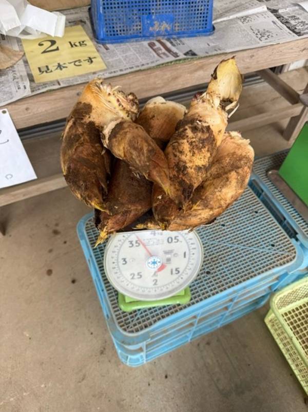 高橋真麻、たけのこ掘りで大収穫を報告 手料理も披露「ベタに若竹煮」