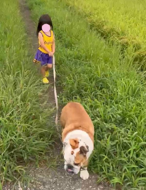 北斗晶、孫がチアリーダー風の服装で愛犬の散歩「何でもすーちゃんに買いたくなる」