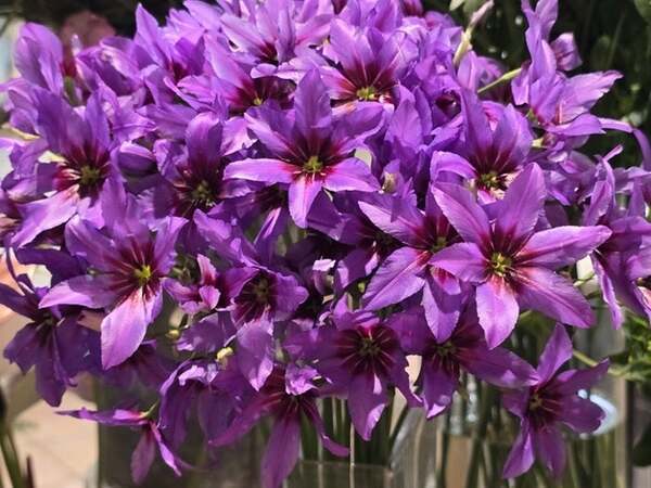 高橋英樹、左手の手術を受けることを報告「更なる健康を目指して頑張ります！」