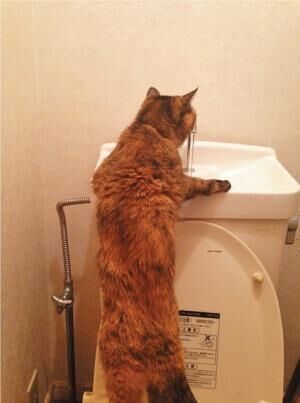 【りり】「トイレの水が一番おいしい♪」。フタが閉まってないから足元に気をつけて！