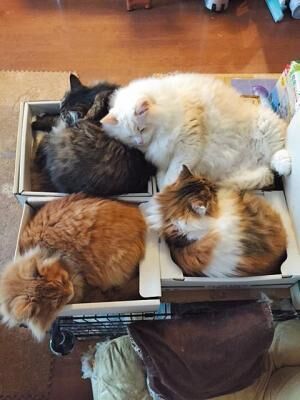 【オスカー、ポーラベア、ミー、チコ】箱の中で眠る4匹のモフモフたちはご兄弟？