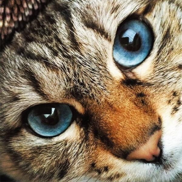 【ミルク】ブルーの瞳が宝石級。吸い込まれそうな目ヂカラです！「毛一本一本がはっきり見えるほどのアップに堪えうるなんて超美猫（笑）。野生的な柄ですけど、目が青くてすごくキレイ！」（真間玲奈さん）。