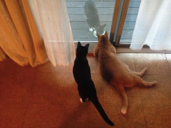 窓越しにいる近所の猫に興味津々な2匹。
