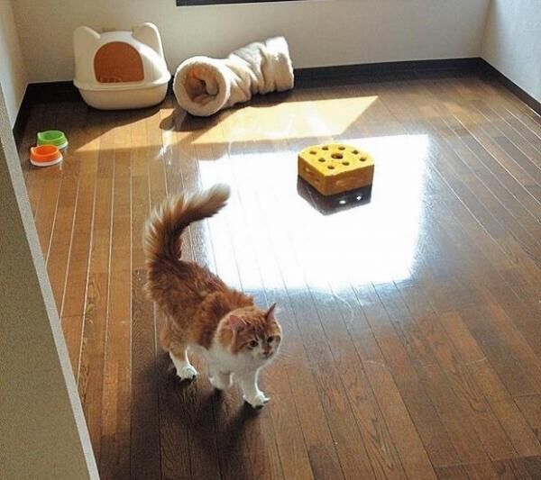 猫つきマンションは住むと同時に里親になれるシステム。