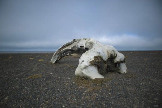 藤巻セレクト。アラスカで。「巨大なくじらの骨。生きていた証に惹きつけられて」