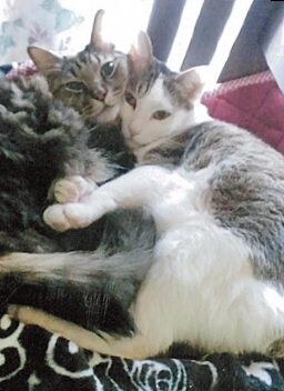 実家で飼っている愛しのココ＆ミル。左がミルで、右がココ。ココはめったにいないオスのミケ猫なんですよ。